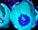 Blue Poppys