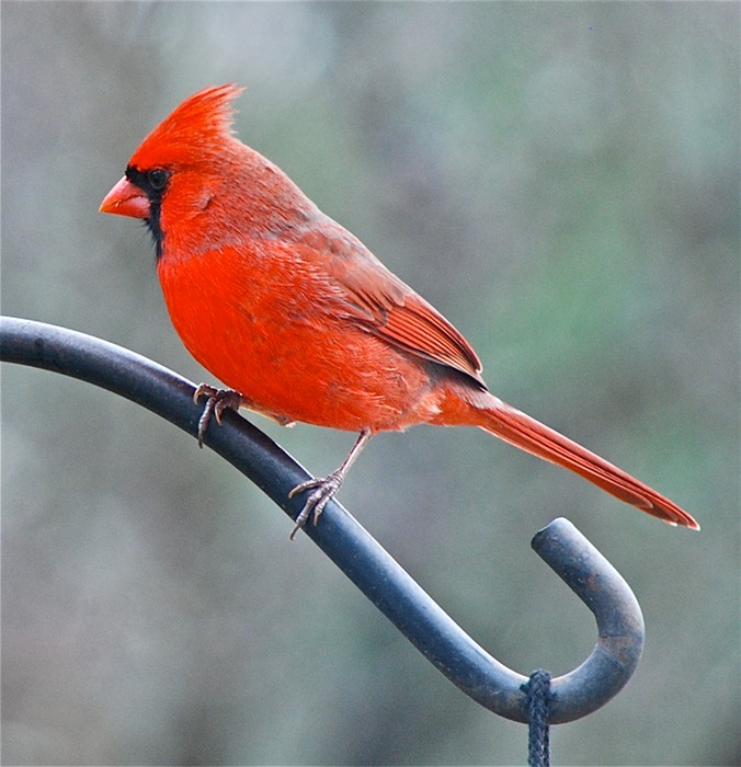 Cardinal