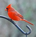 Cardinal