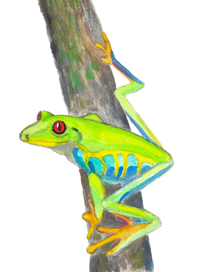 Frog2